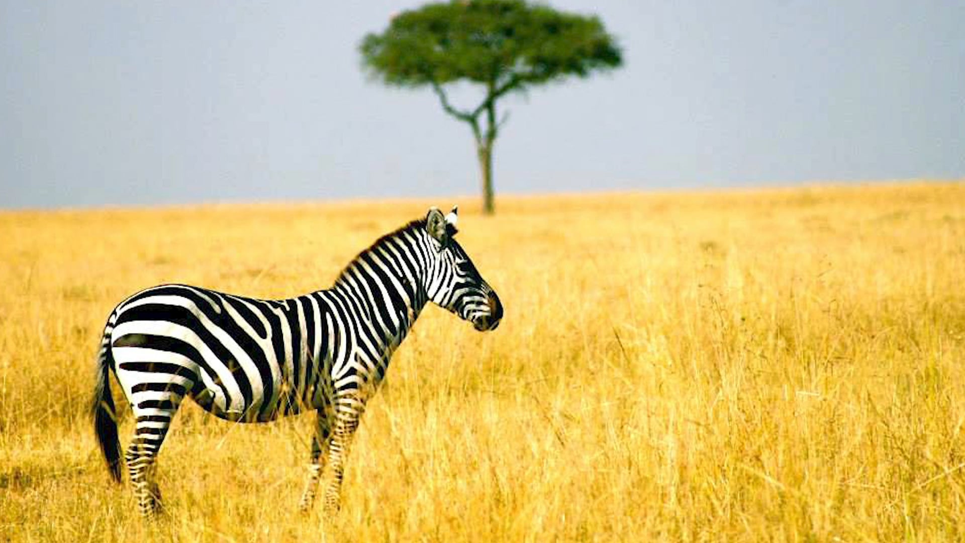 Safari
