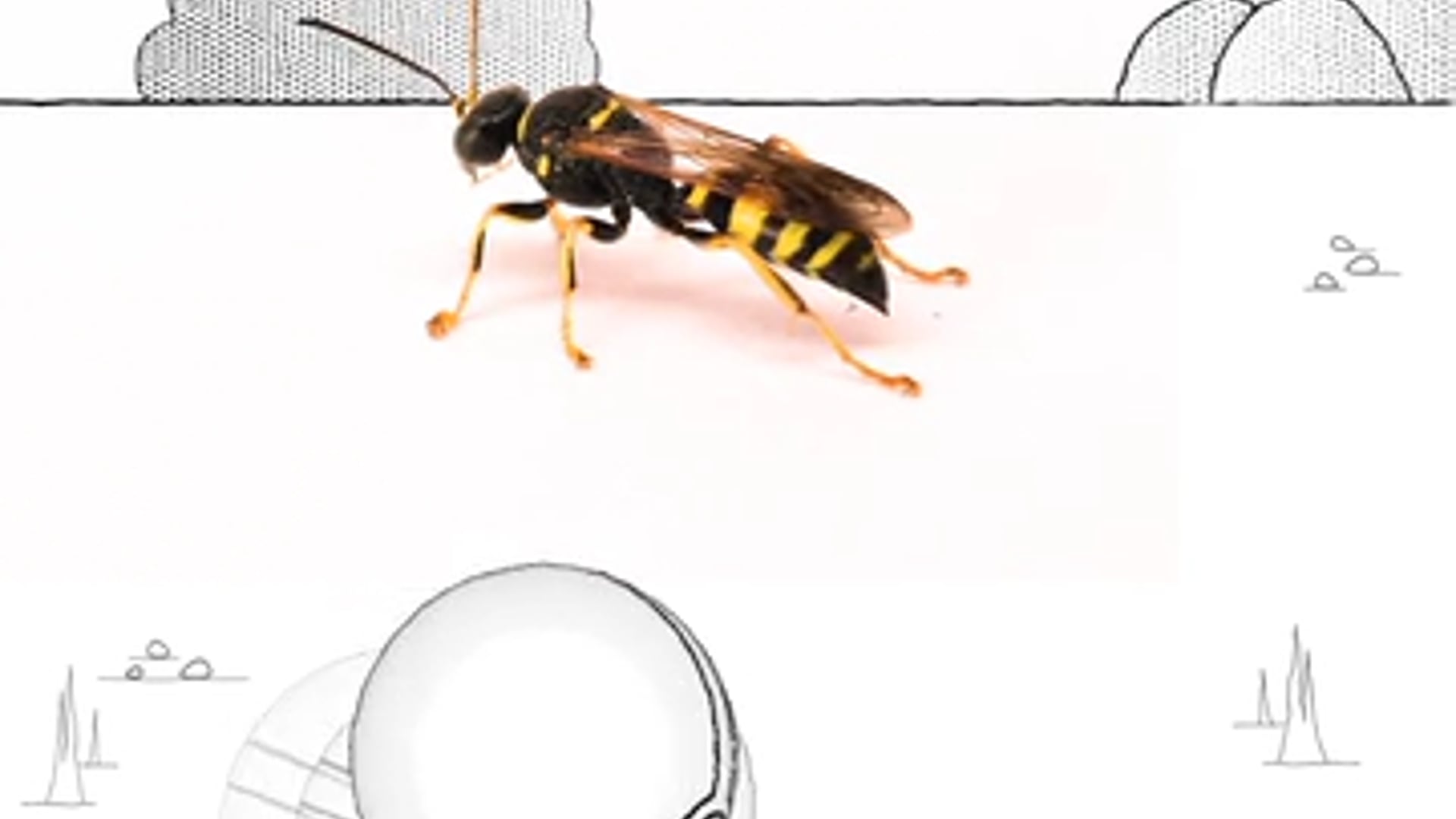 Insectimons - EP1. Sand Wasp