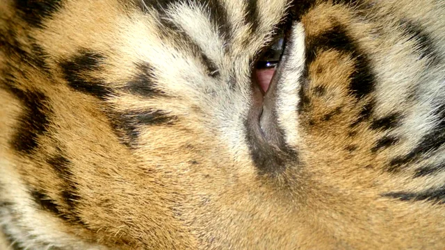 Photos: 'Excited' Polish zoo unveils rare Siberian tiger cubs