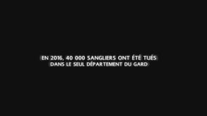 Sanglier, mythes et réalités