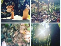 Woods Walks