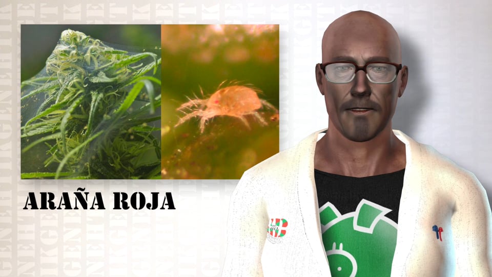 Plaga del cannabis - Araña Roja