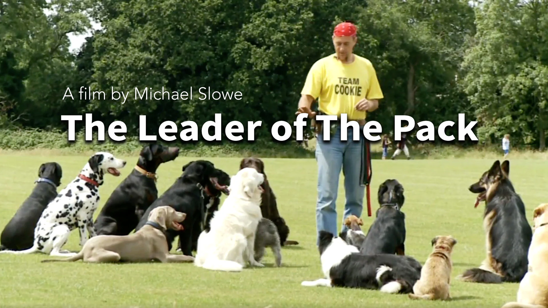 Leader of the pack best sale dog training