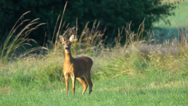 Corça na natureza selvagem em um campo