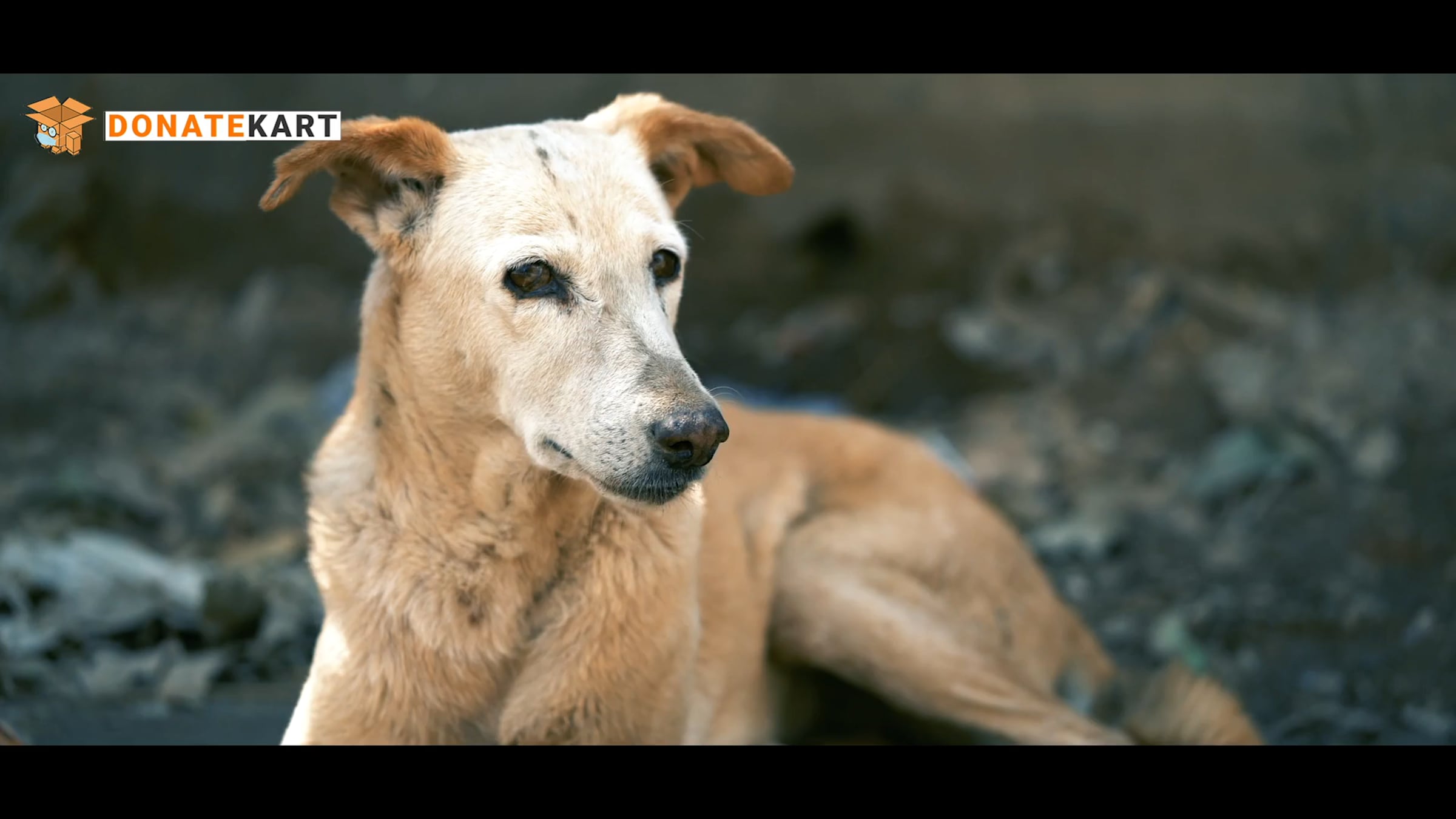 Stray Voice NDTV Donatekart film still