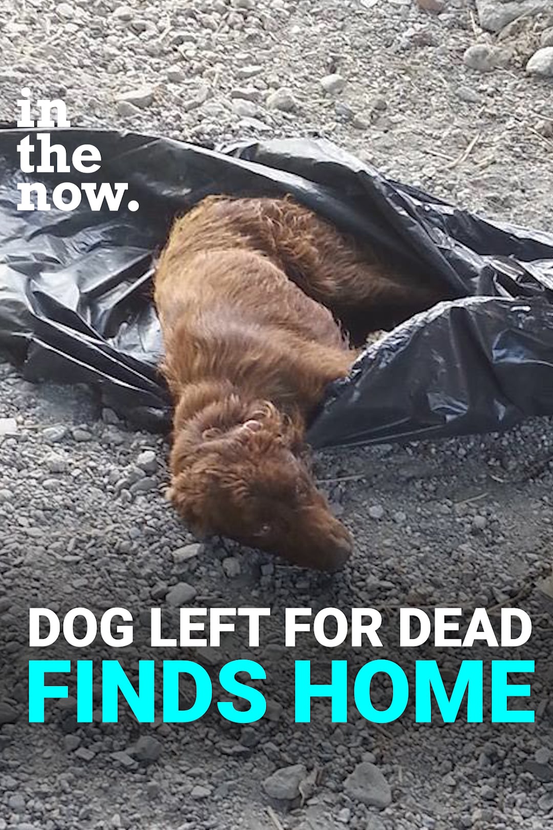 DOG LEFT FOR DEAD FINDS HOME on Vimeo