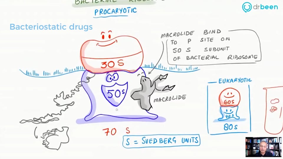 Macrolide - Azithromycin