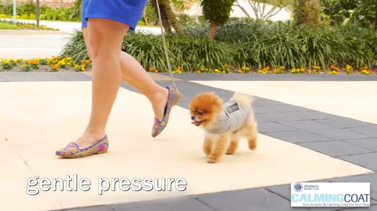 Video de Camisa Antiestres para perros AKC Calming Coat