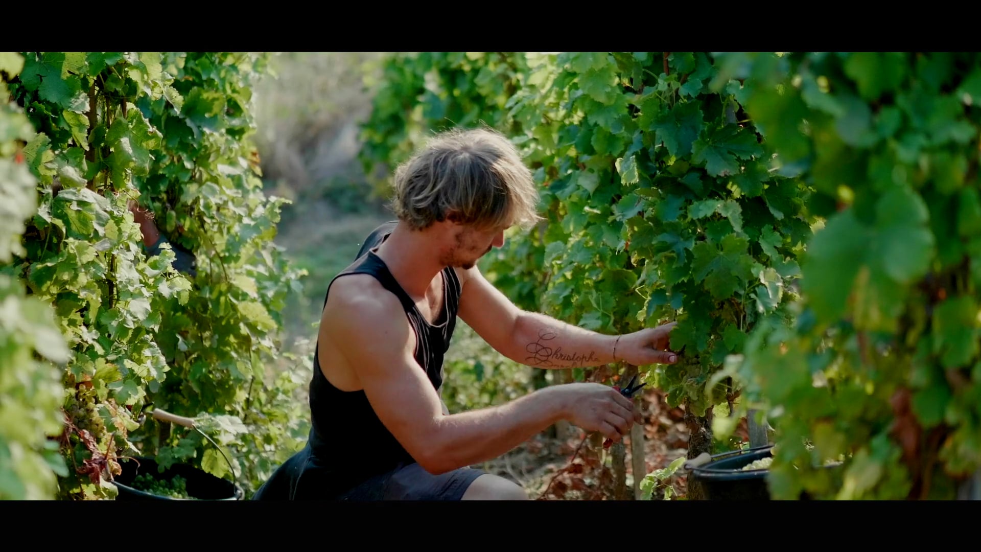 Vendanges 2020 Yves Cuilleron