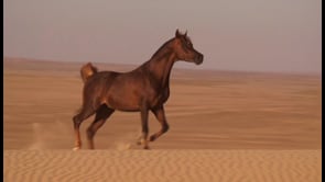 PRINCE OF THE DESERT
