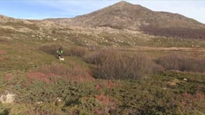 Chasses d’exceptions au chien d’arrêt