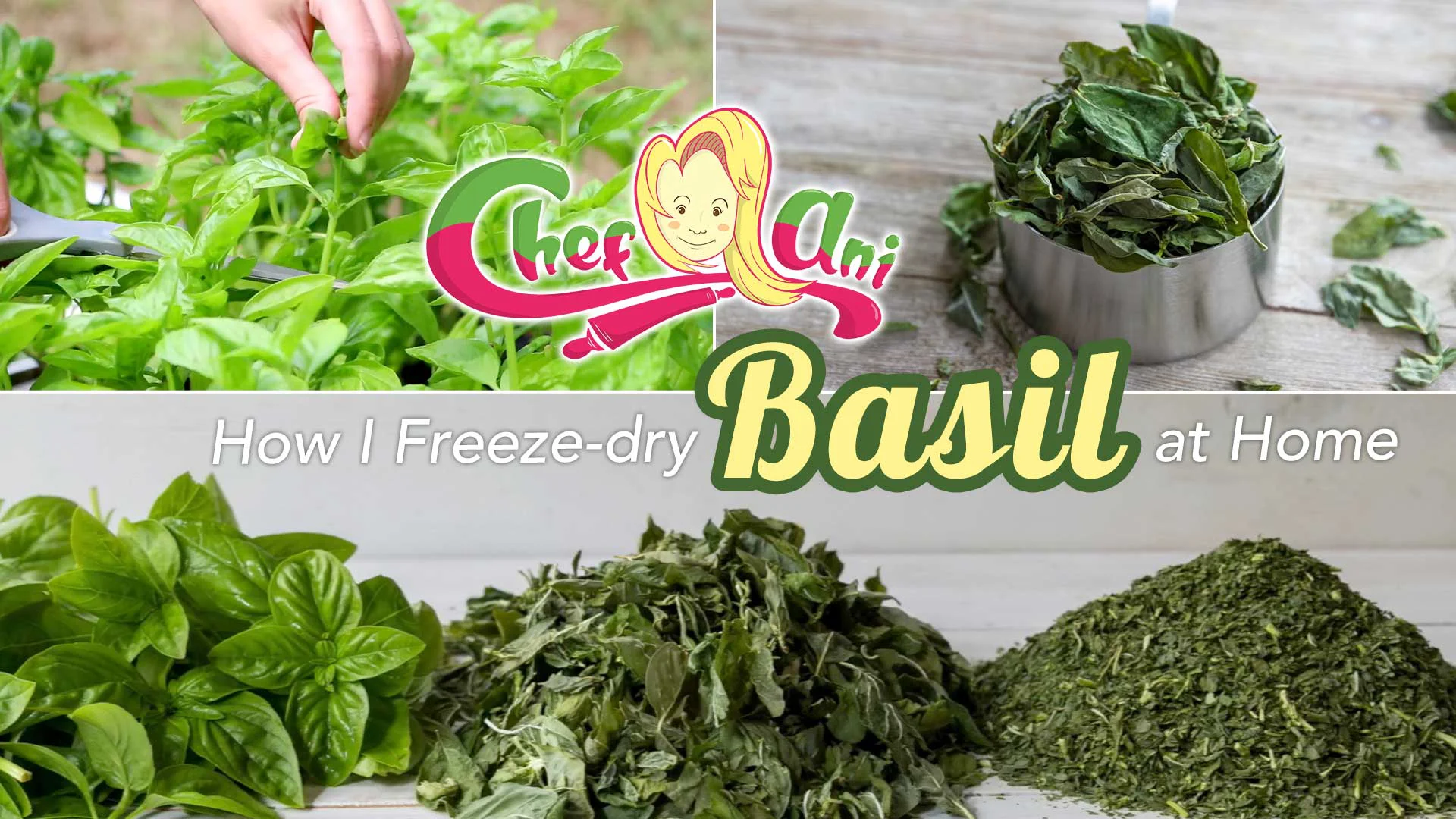 206 How I Freeze Dry Basil at Home Harvest Right Freeze Dryer Chef Ani