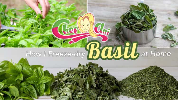 206 How I Freeze Dry Basil at Home Harvest Right Freeze Dryer Chef Ani