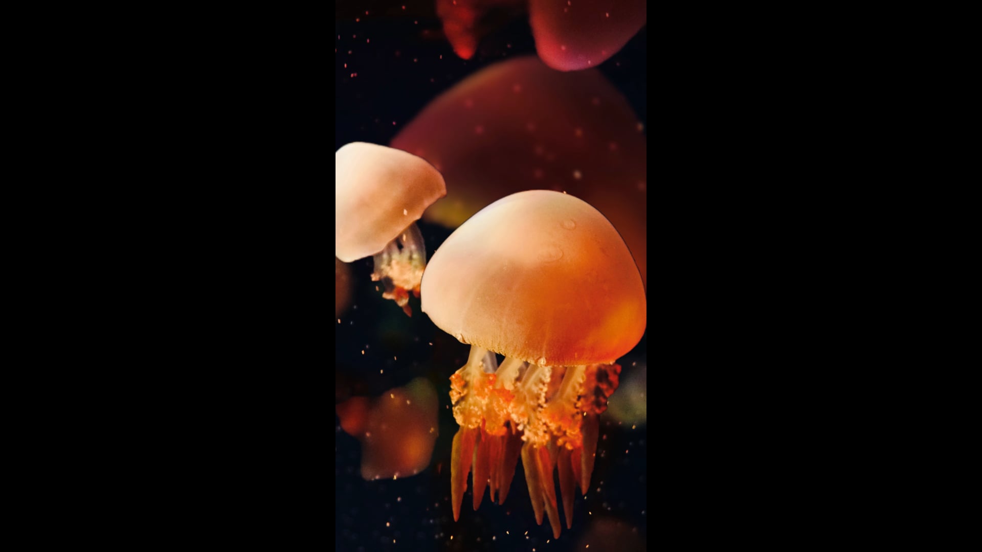 Parallax - Jellyfish