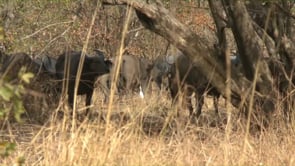 Grandes chasses au Burkina Faso