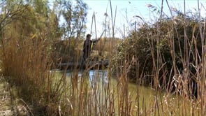 Grandes migrations en Camargue