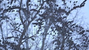 L’ETOURNEAU SANSONNET, OISEAU VOYOU ?