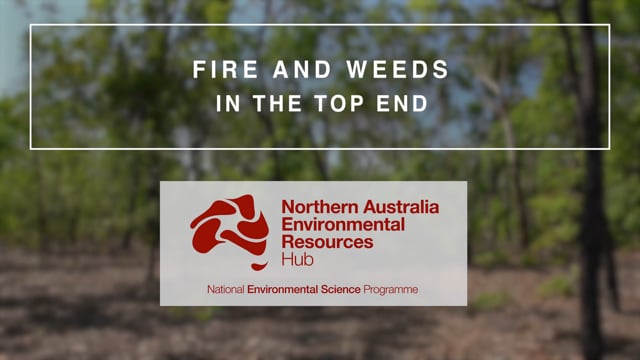 Fire and weeds in the Top End (video July 2020)