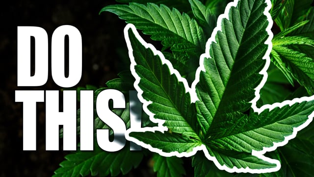 Hojas de azúcar de marihuana: qué son y cómo usarlas - RQS Blog