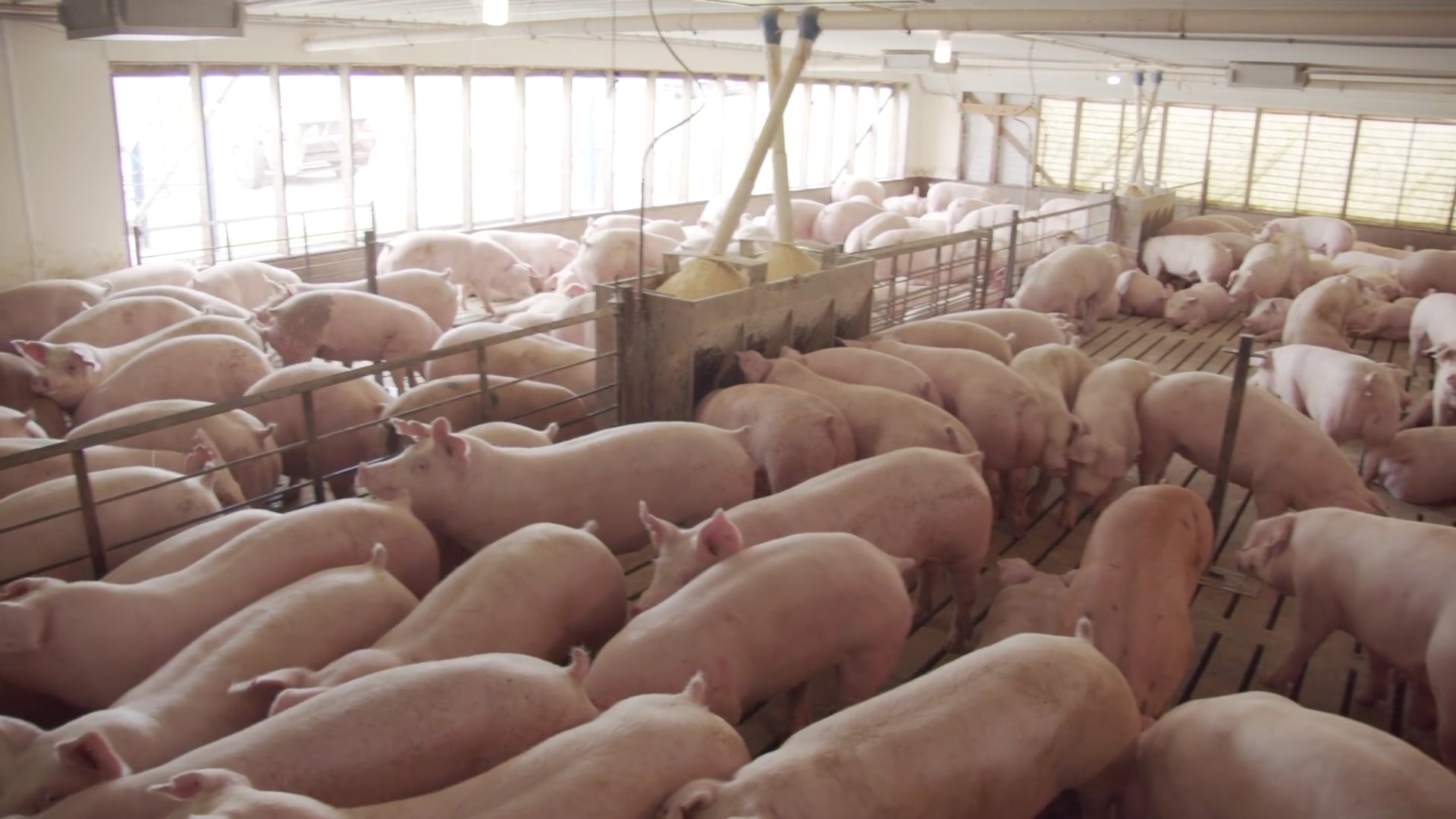 Livestock Grant Program on Vimeo