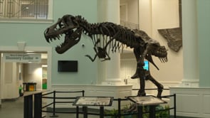 T Rex Skeleton Dominates Mayborn Museum