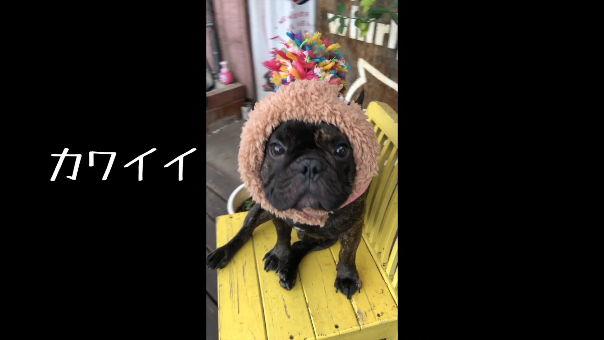 まーちゃん様の専用　ハンドメイドの犬服　フレブル 手作りペット服 - デザイナーの特別なセクションの武士フレンチ