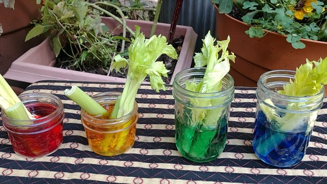 Celery Stalk Experiment