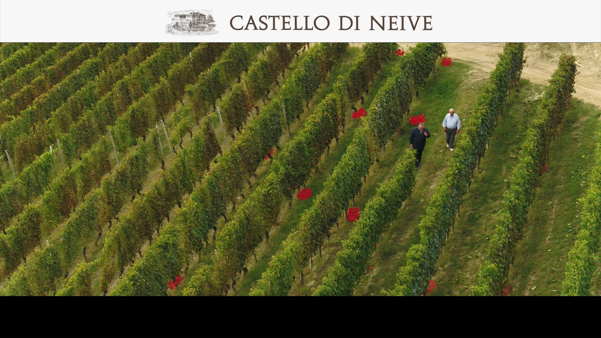 Vendemmia 2020 | Castello di Neive | Uve di Nebbiolo a Santo Stefano