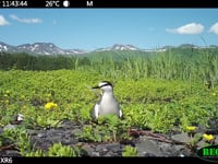 Aleutian terns