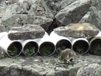 Short pika foraging film