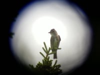 Adult perched on tree top giving alarm 