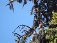 Parent feeding four large chicks in tree top nest.