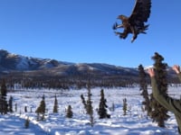 Golden Eagle release