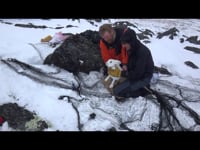 Alaska Hare release