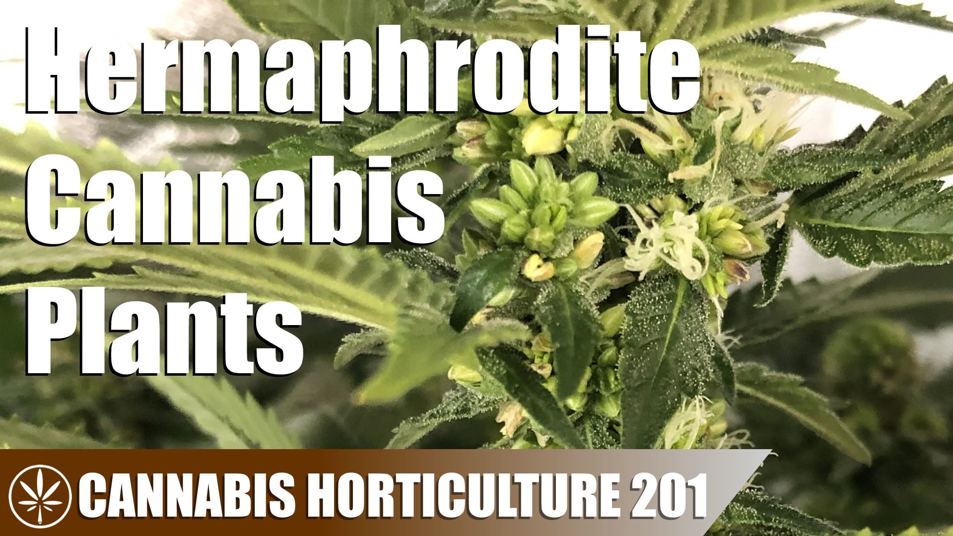 What Are Hermaphrodite Cannabis Plants?