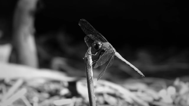 80+ Free Dragonfly & Insect Videos, HD & 4K Clips - Pixabay