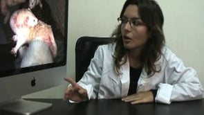 La veterinaria María González comenta las imágenes de la investigación en granjas de visones