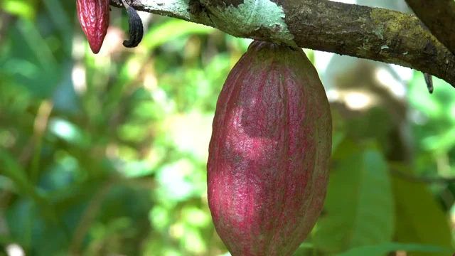 Cacao Barry - Evocao™ WholeFruit Chocolate