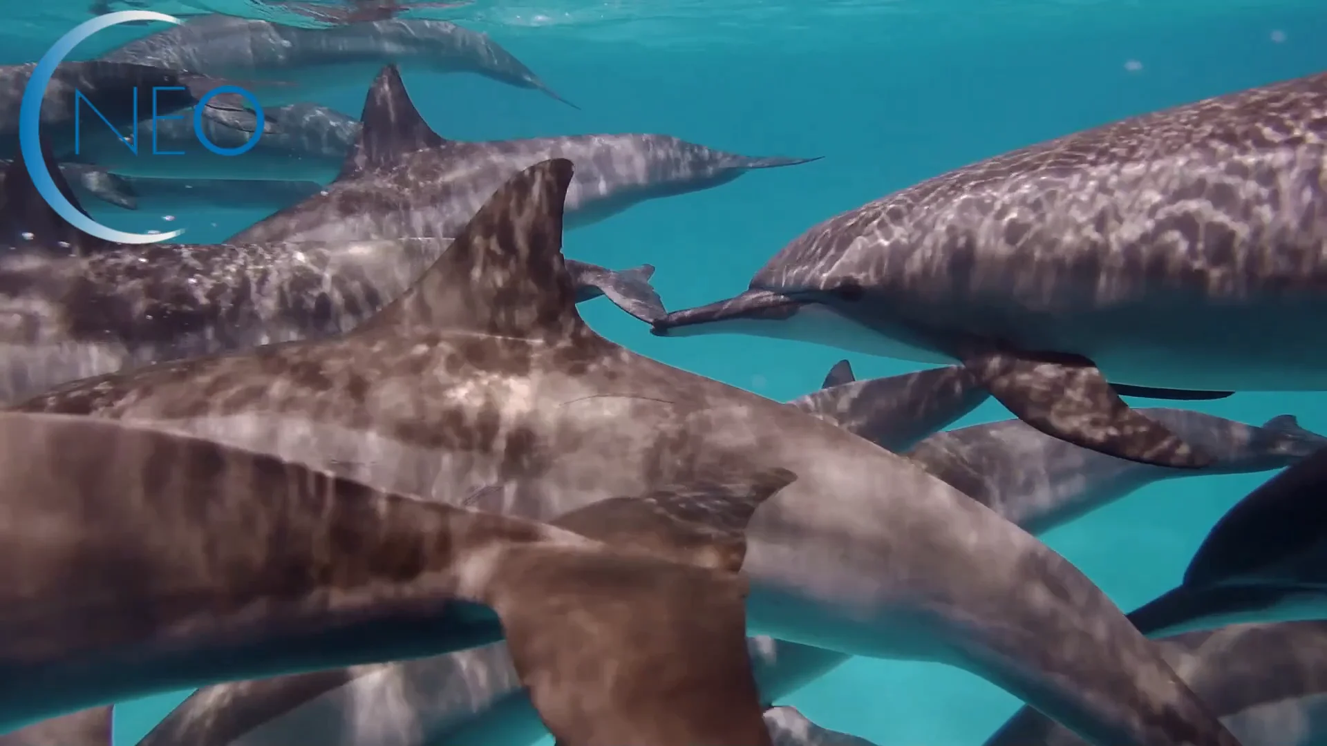 Attunement with the Dolphin and Whale Energies - New Earth One Network