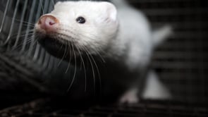 Animal Equality’s mink farm investigation in Spain | Investigación de Igualdad Animal en granjas de visones de España