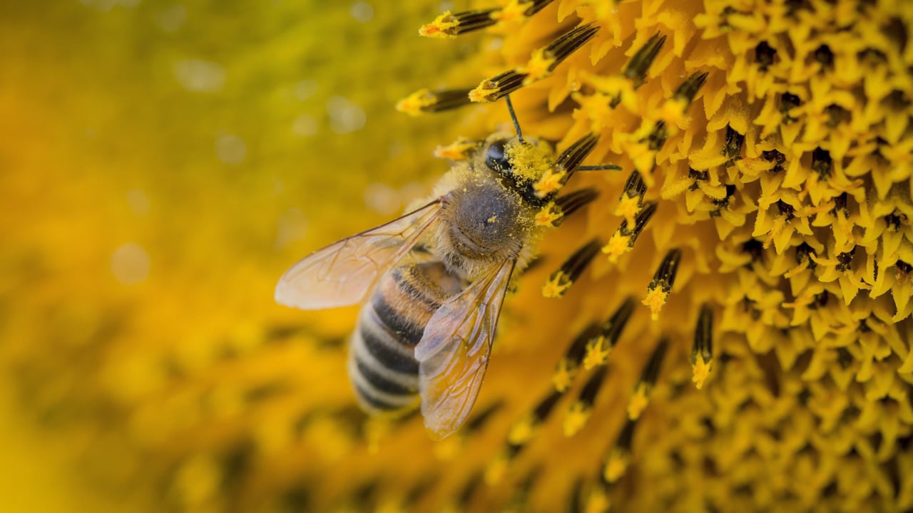 Jour 2 - Adrsti Bhramari - Le long souffle de l’abeille aveugle (30 minutes)