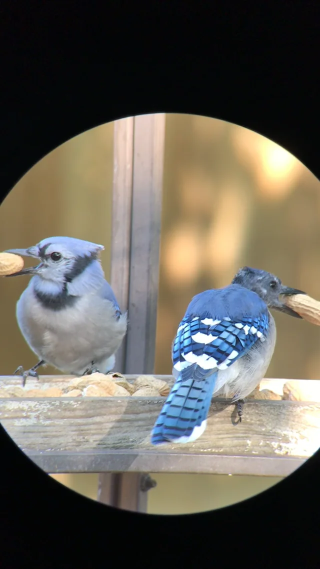 Wildlife: Fledgling blue jays hopping about, learning to fly