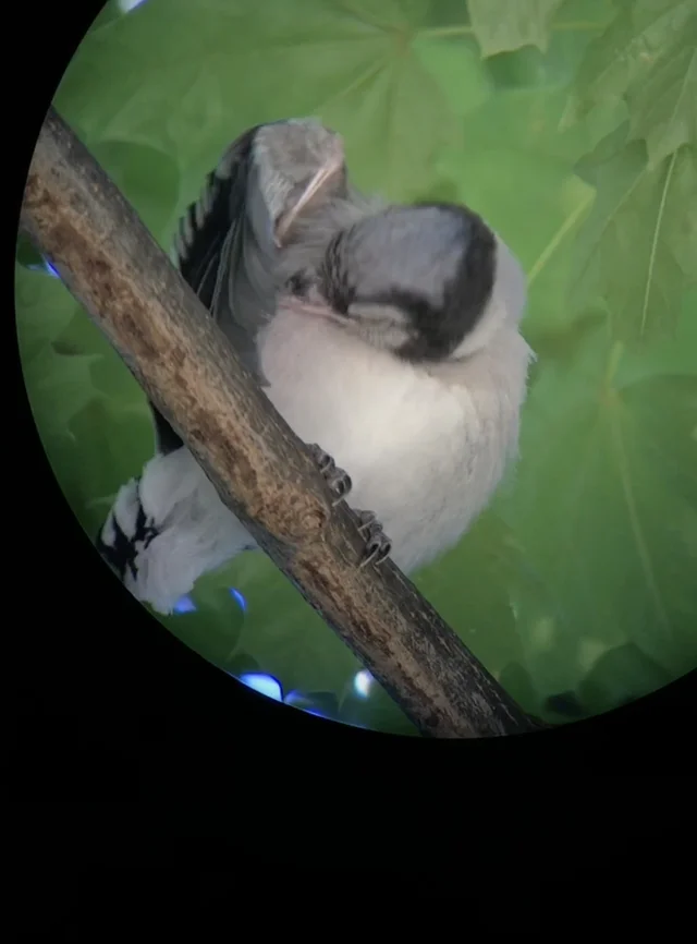 baby blue jay fell out of nest