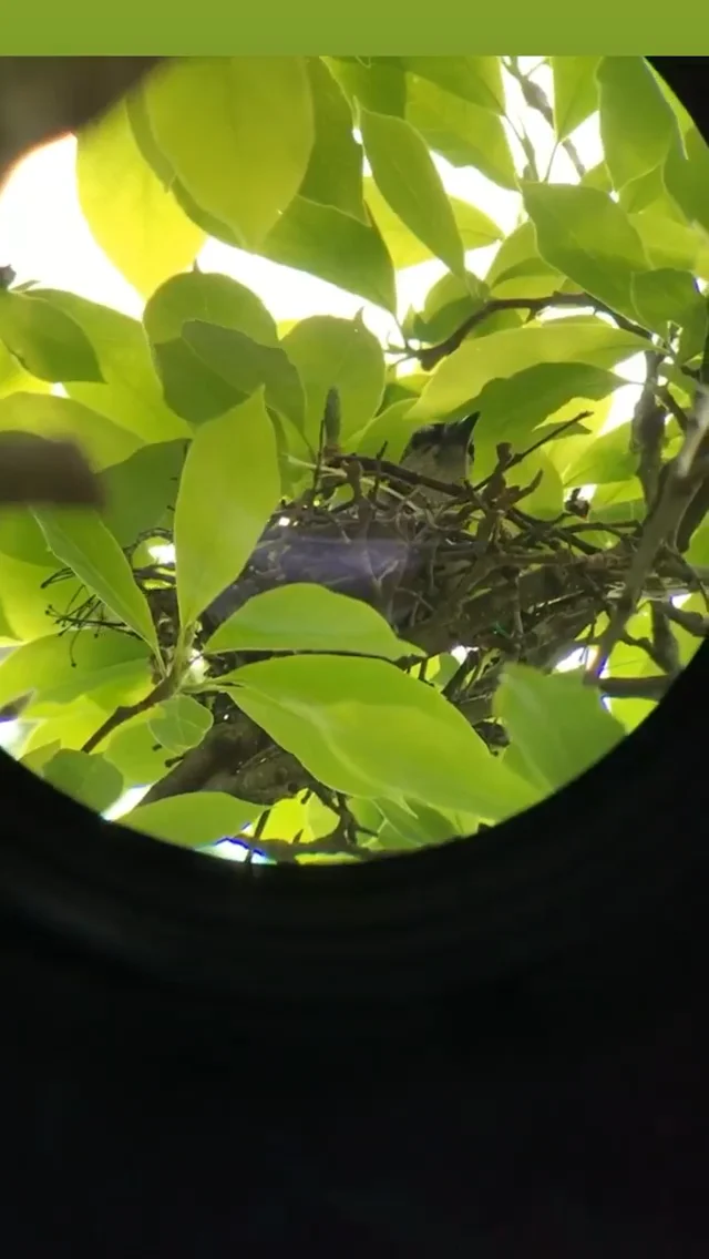 Blue Jays In My Backyard — In My Backyard