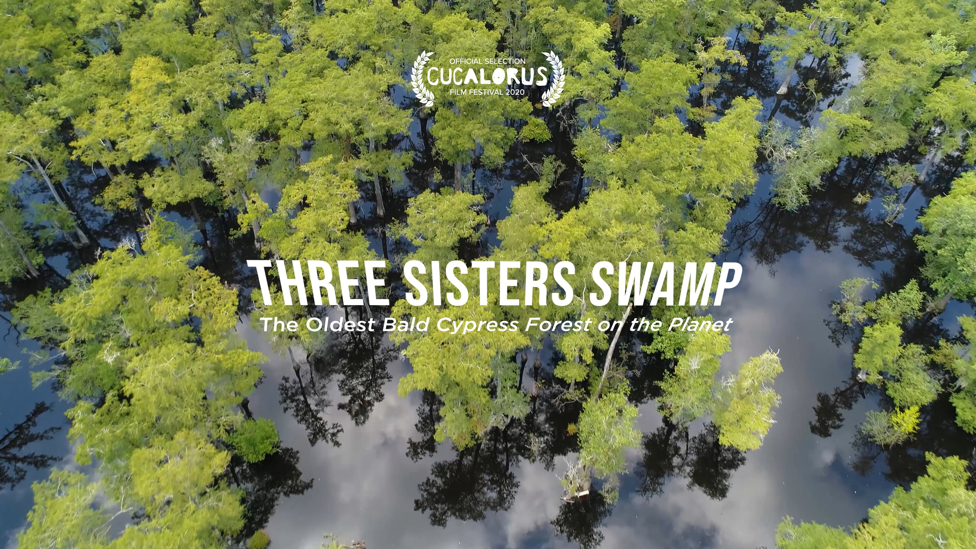 Three Sisters Swamp: The Oldest Bald Cypress Forest on the Planet