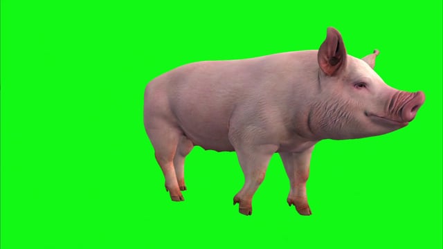 Pig Green Screen Mammal - Free video on Pixabay