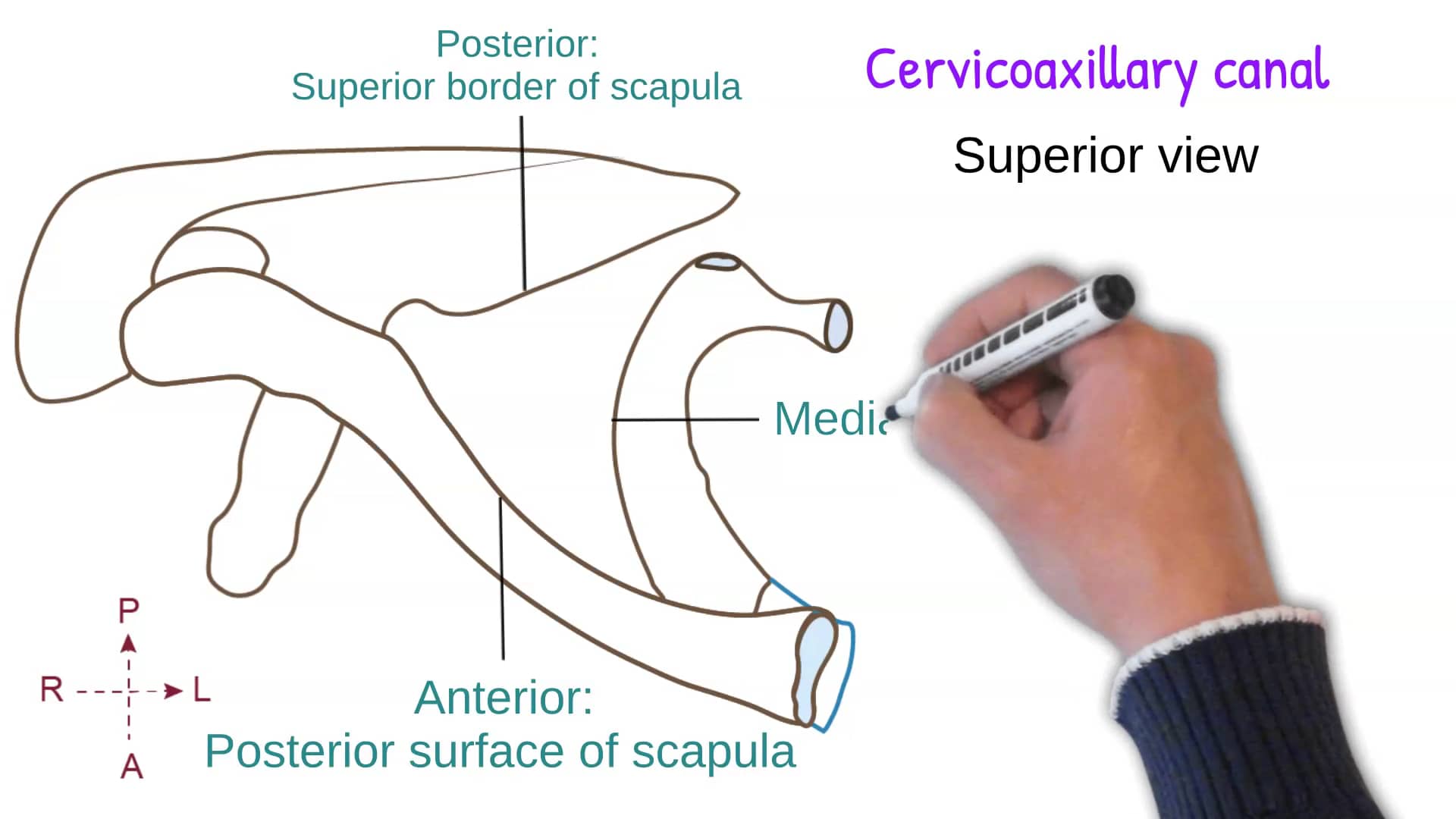 Fig 85 Cervicoaxillary canal on Vimeo