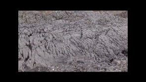 The Rock Ptarmigan