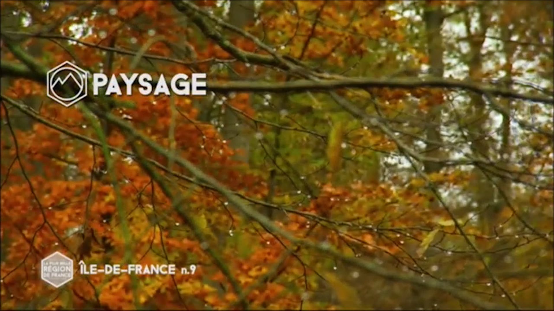 Forêt de Fontainbleu