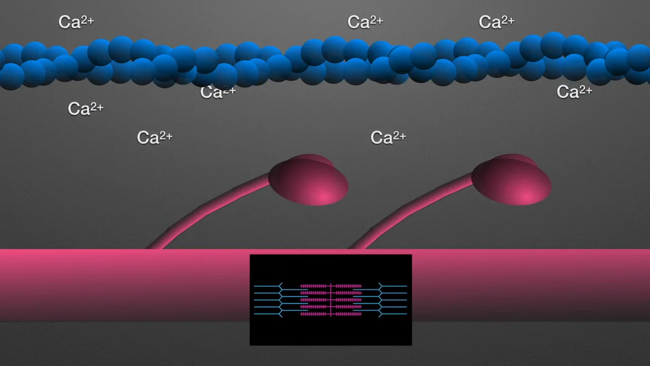 Model Of Sliding Filament Theory Animation